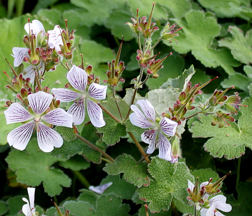 Image of Geranium renardii specimen.