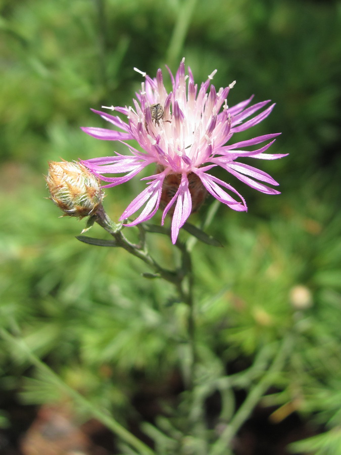 Изображение особи Centaurea caprina.