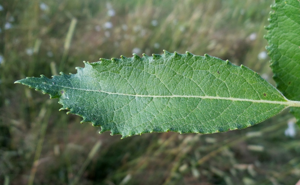 Image of Salix myrsinifolia specimen.