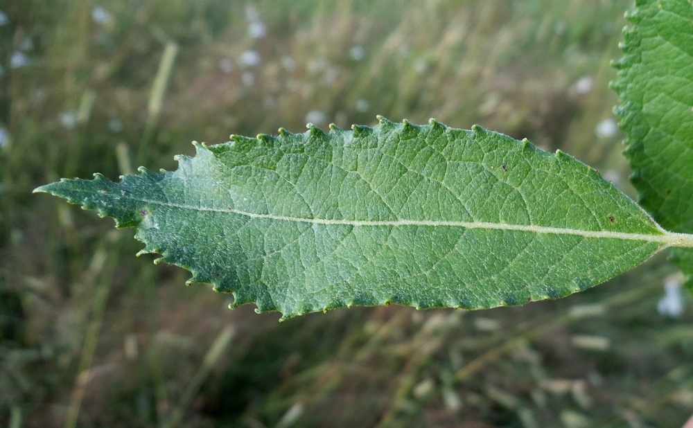 Изображение особи Salix myrsinifolia.