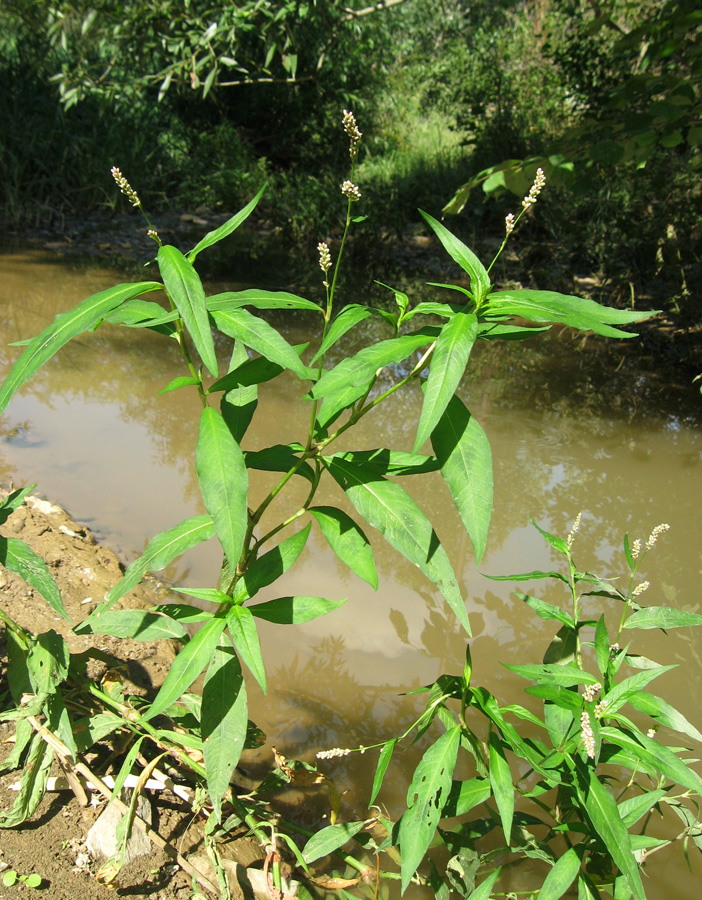 Изображение особи род Persicaria.