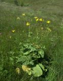 Doronicum macrophyllum