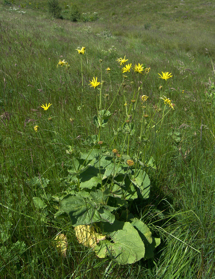 Изображение особи Doronicum macrophyllum.