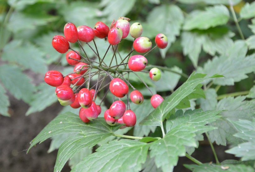 Image of Actaea erythrocarpa specimen.