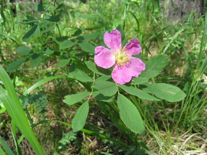 Image of Rosa cinnamomea specimen.