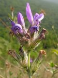 Psoralea bituminosa subspecies pontica. Соцветие. Краснодарский край, Абинский р-н, окр. ст. Шапсугская, известняковый карьер, обочина горной дороги. 18.08.2013.