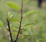 Cotoneaster integerrimus. Часть побега с незрелым плодом. Эстония, уезд Рапламаа, облесённый сосной альвар. 20.06.2013.