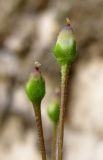 Pinguicula alpina. Плоды. Архангельская обл., Пинежский р-н, окр. Пинежского заповедника, карстовый лог. 21.06.2013.