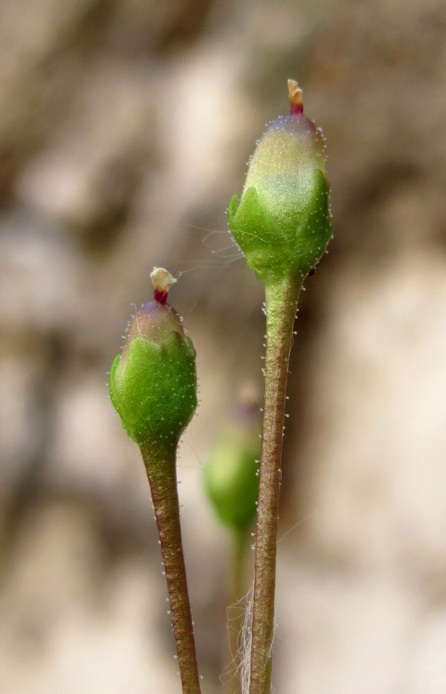 Image of Pinguicula alpina specimen.