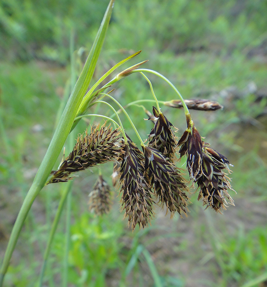 Изображение особи Carex coriophora.