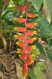 Heliconia rostrata. Соцветие. Таиланд, остров Тао. 27.06.2013.