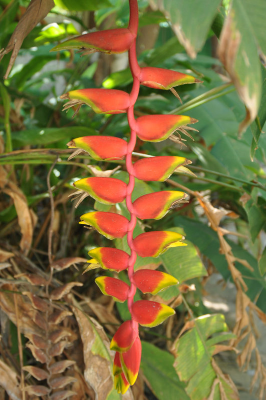 Изображение особи Heliconia rostrata.