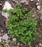 Lamium maculatum