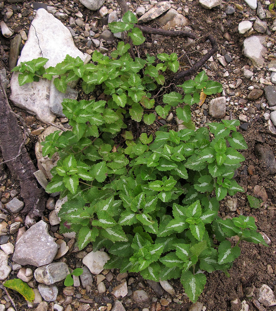 Изображение особи Lamium maculatum.