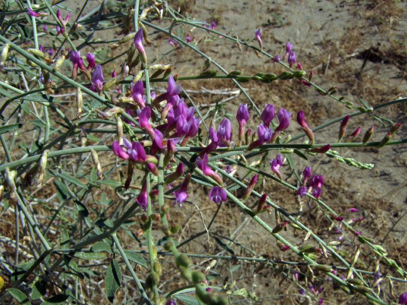 Изображение особи Astragalus unifoliolatus.