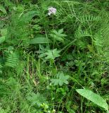 Cardamine macrophylla. Цветущее растение. Иркутская обл., опушка леса у дороги в окр. пос. Большая Речка. 19.07.2013.