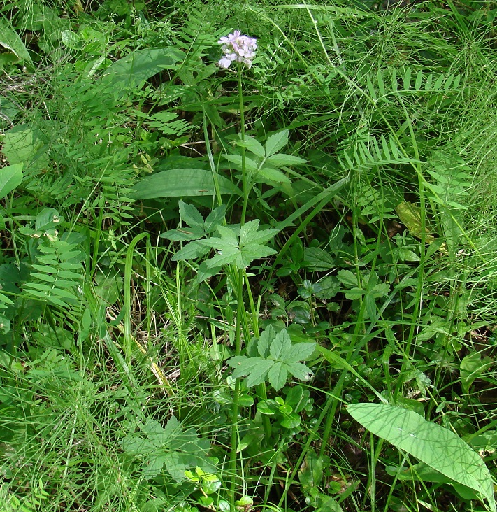 Изображение особи Cardamine macrophylla.