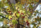 Euonymus macropterus