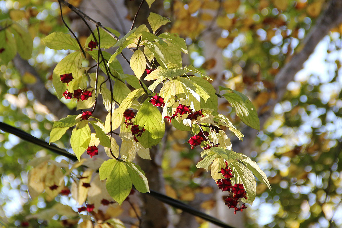 Изображение особи Euonymus macropterus.