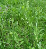 Polygonatum odoratum