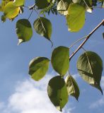 Pyrus hondoensis. Ветки (у листьев видны их обратные стороны). Германия, г. Дюссельдорф, Ботанический сад университета. 04.09.2013.
