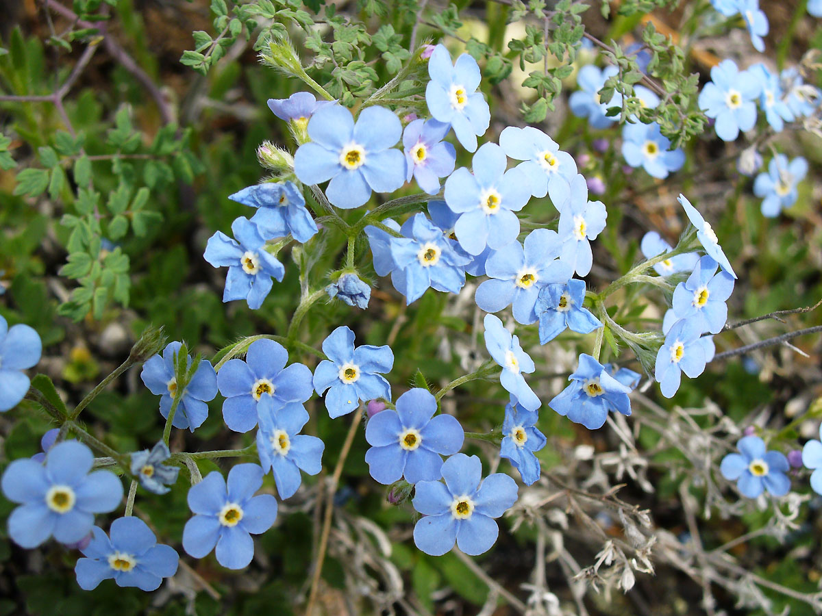 Изображение особи Eritrichium sericeum.