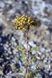 Hypericum scabrum. Верхушка растения с соплодием. Южный Казахстан, южное обрамление перевала Чокпак. 23.06.2013.