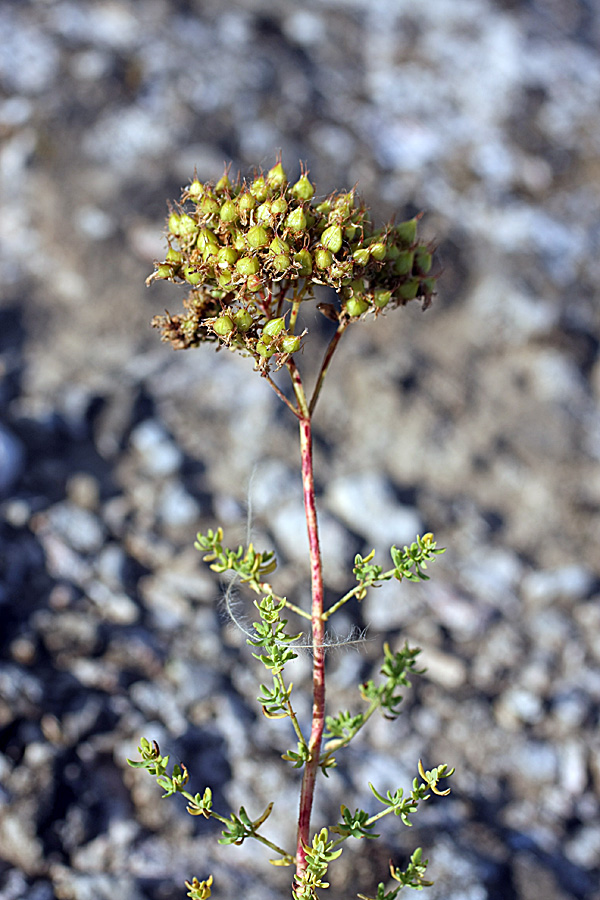 Image of Hypericum scabrum specimen.