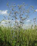 Eryngium planum
