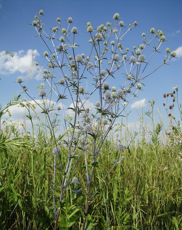 Изображение особи Eryngium planum.