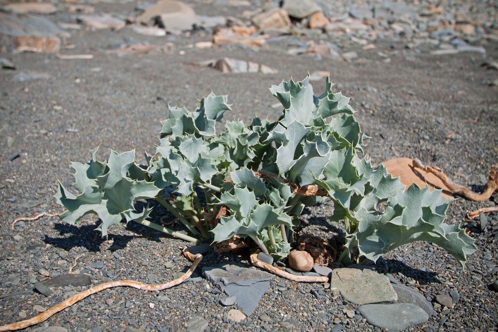 Image of Eryngium maritimum specimen.