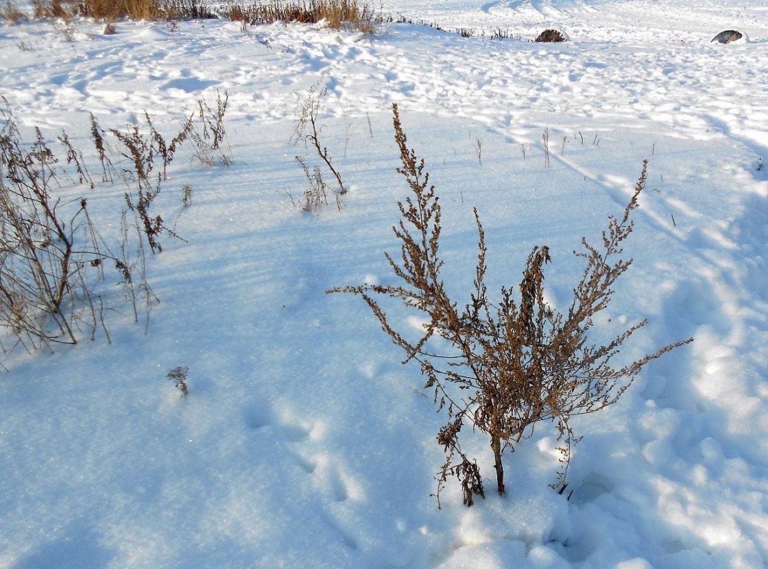 Изображение особи Artemisia vulgaris.