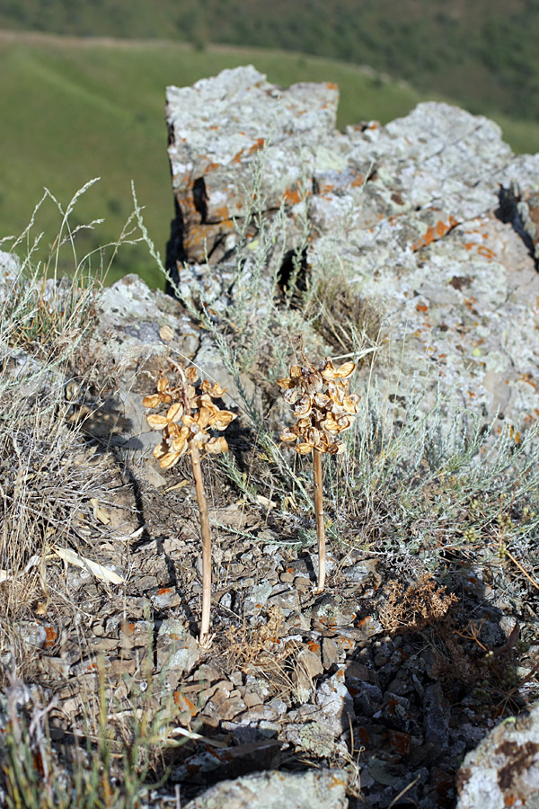 Image of Eremurus lactiflorus specimen.
