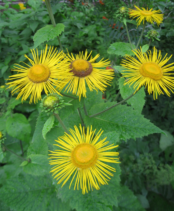 Image of Telekia speciosa specimen.