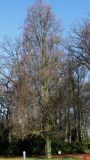 Fagus sylvatica. Покоящееся дерево ('Dawyck'). Германия, г. Bad Lippspringe, Kaiser-Karls Park. 02.02.2014.