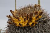 Ferocactus wislizeni