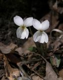 Viola alba var. albiflora