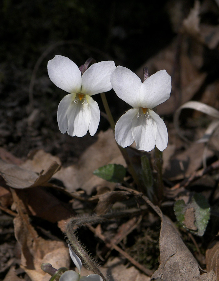 Изображение особи Viola alba var. albiflora.