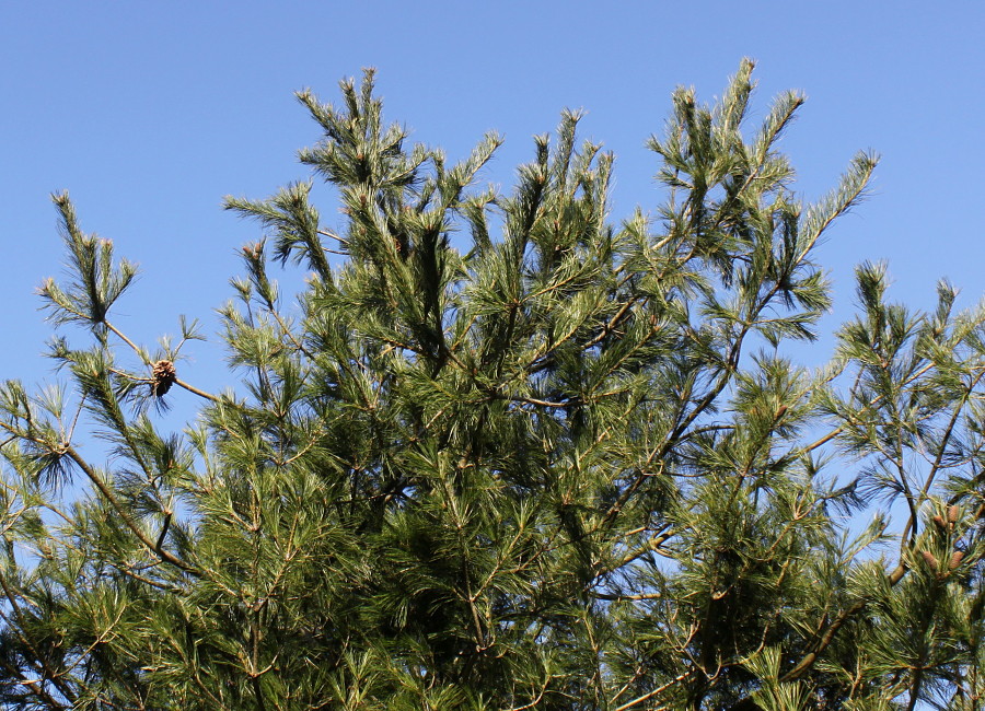 Изображение особи Pinus armandii.