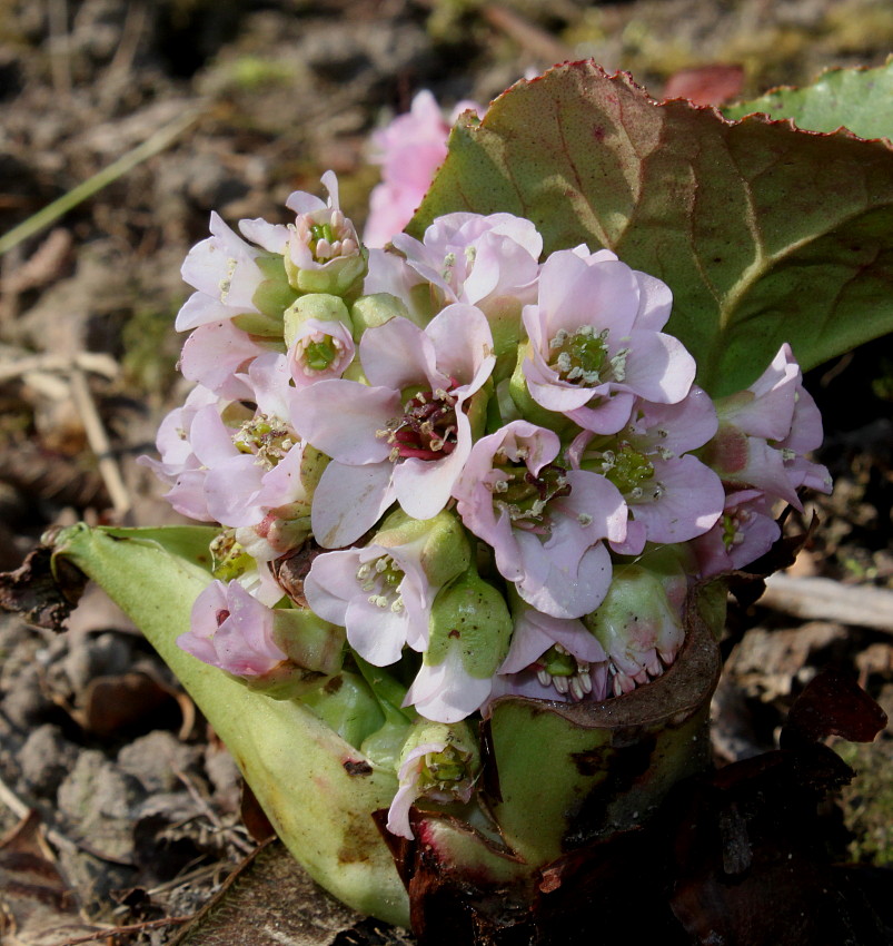 Изображение особи Bergenia ligulata.