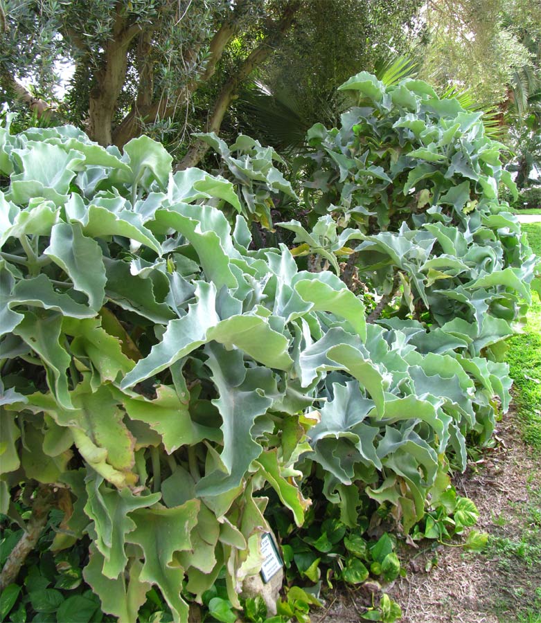 Image of Kalanchoe beharensis specimen.