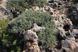 Anthyllis hermanniae. Зацветающее растение на камнях, на морском побережье. Греция, п-ов Пелопоннес, окр. г. Катаколо. 12.04.2014.