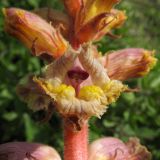 Orobanche laxissima