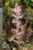 Orobanche pubescens. Соцветие. Крым, Карадагский заповедник, восточный склон горы Святая, каменистая осыпь в ясеневом лесу (паразитирует на Anthriscus cerefolium). 20 мая 2014 г.