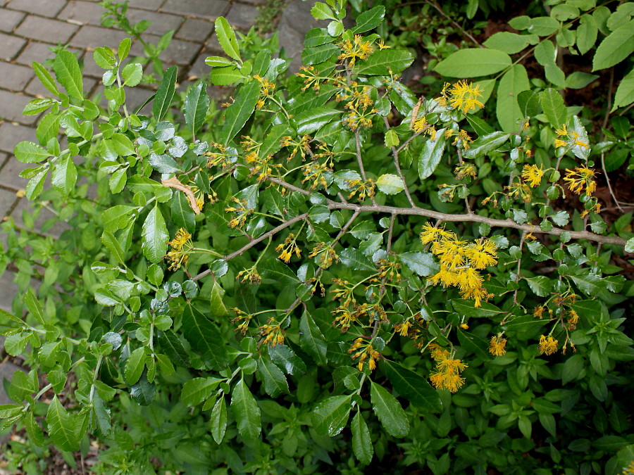 Изображение особи Azara serrata.