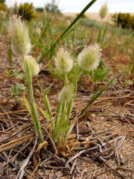 Image of Lagurus ovatus specimen.