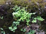 Asplenium ruta-muraria