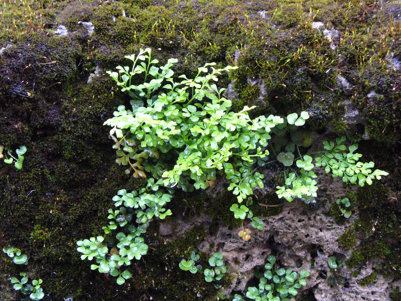 Изображение особи Asplenium ruta-muraria.