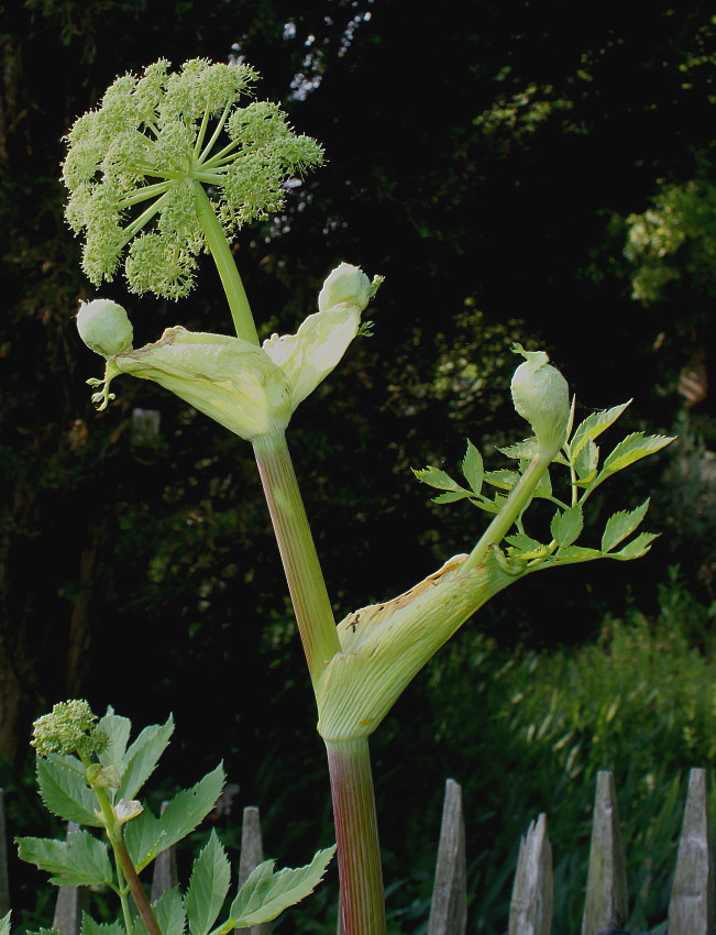 Image of Archangelica officinalis specimen.