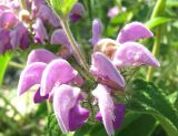 Phlomis taurica